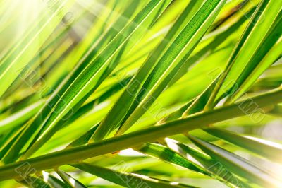 Palm leaves Palm leaves