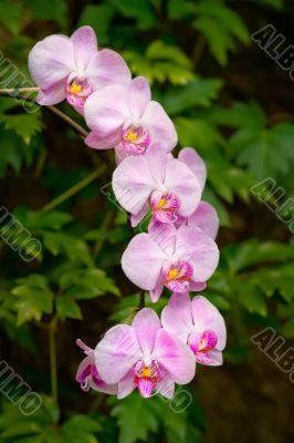 Orchids Orchids