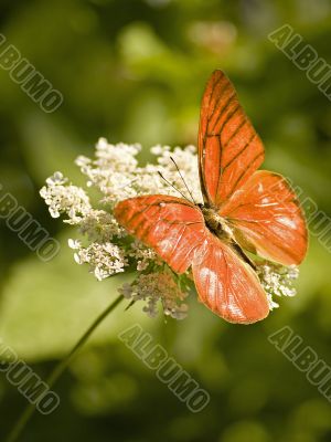 orange albatross resting on queen anne`s lace