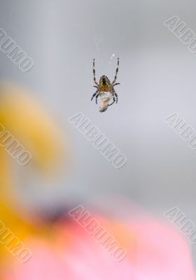 garden spider wrapping prey in web