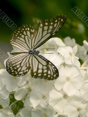 glassy tiger butterfly glassy tiger butterfly
