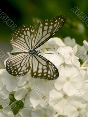 glassy tiger butterfly