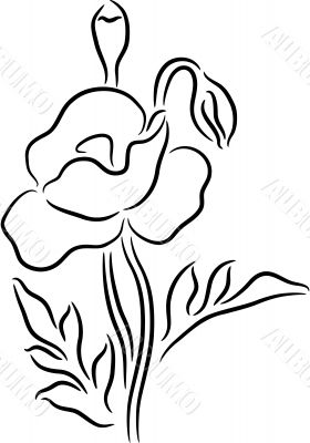 Poppy Flower contour