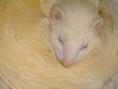 A white domestic ferret sleeping