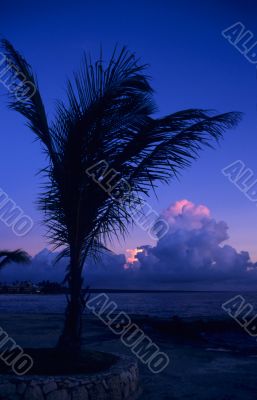 Dusk of sunset on palm tree at Bayahibe beach