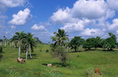 Cows in green field at Dominican republic