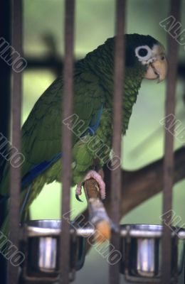 Green parrot  in Dominican republic