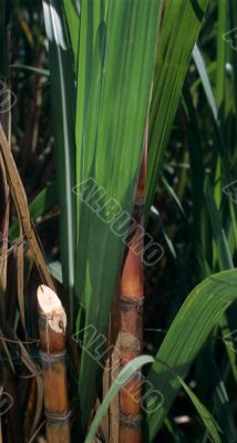 Sugar cane plant in Dominican republic