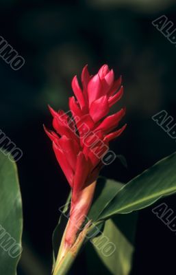 Torch Ginger red flower - Dominican republic