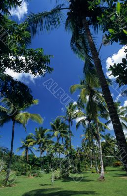 Palmtree garden in Dominican republic