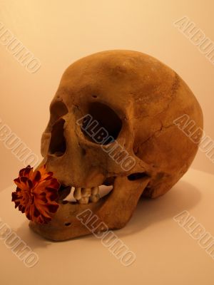 human skull with a flower. workshop of the artist. August 2009