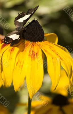 common nawab butterfly