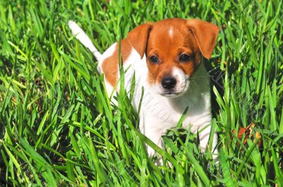 Puppy in the grass