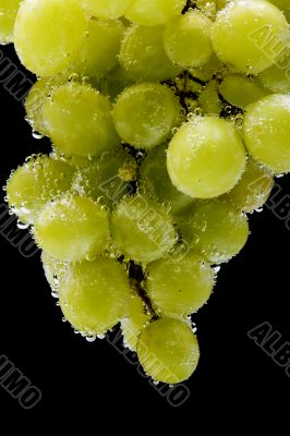 grapes in water on black closeup grapes in water on black closeup