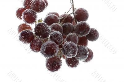 Red grapes in water closeup