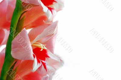 Pink gladiolus on the white background
