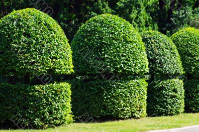 beautiful garden with tree look like figure