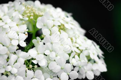 Background of white hydrangea blossoms