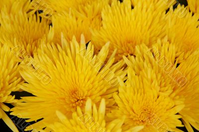 floral background floral background