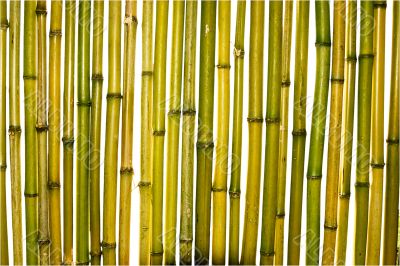 trunks of bamboo
