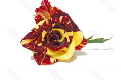 red with yellow rose
