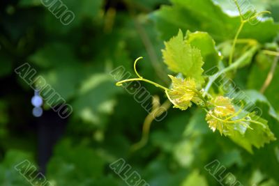 Vine leaves