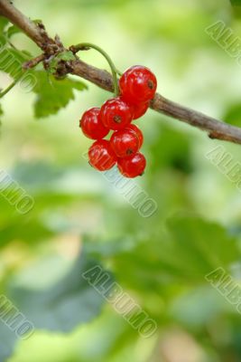 Red currants