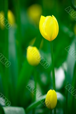 Yellow tulips in the Keukenhof Park