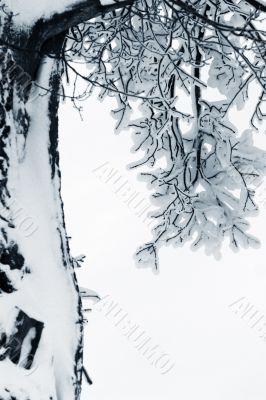 Branches in snow