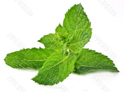 Mint branch