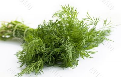 Fennel