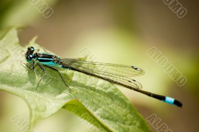 Blue dragonfly