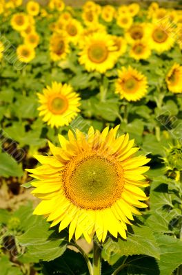Sunflowers Sunflowers