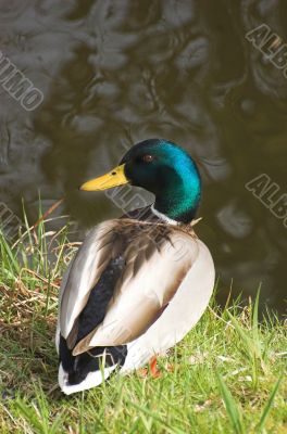 Mallard