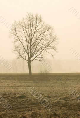 Tree silhouette