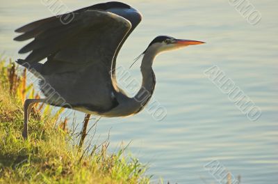 Grey heron Grey heron