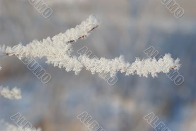 Rime on branch