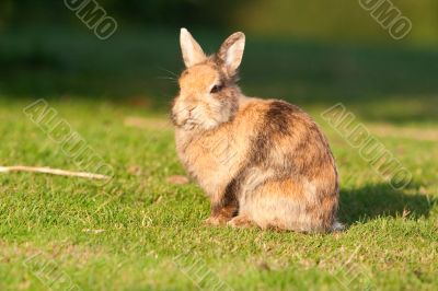 Small rabbit on grass