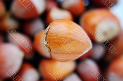 One big hazelnut in focus