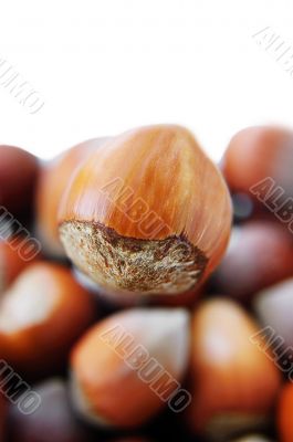 One big hazelnut in front One big hazelnut in front