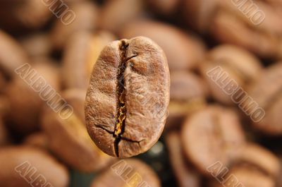 One big coffee bean in focus