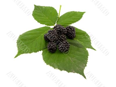 Leaves and blackberry fruits
