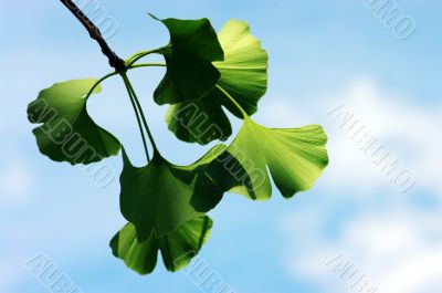 Ginkgo biloba leaf on the blue background.