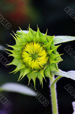 Sunflower bud on a natural background