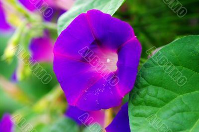 morning glory. Flower of violet color on the natural background.