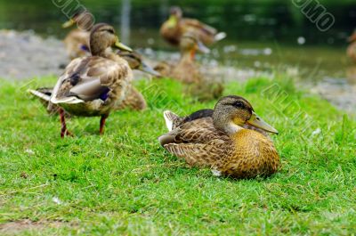 Ducks on lake shore. Focus on the front duck