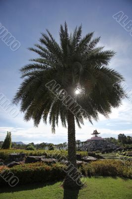 Sun shining through the palm tree