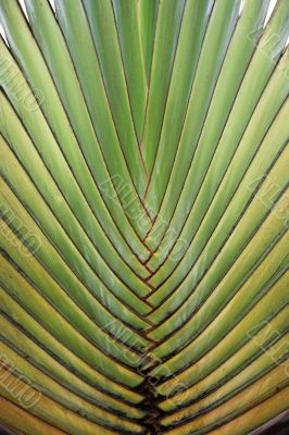 Close up of big palm tree leaf
