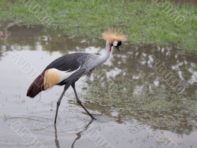 Crown crane