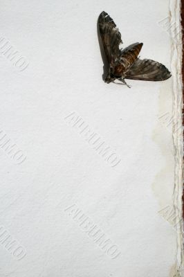 Dead Moth Old Paper